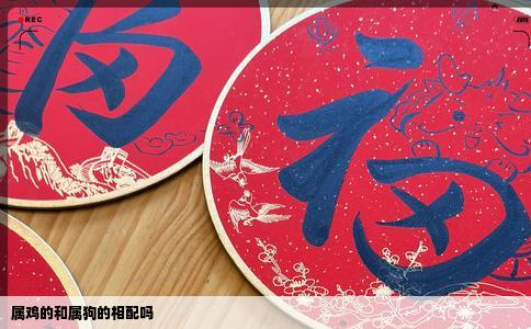 属鸡的和属狗的相配吗